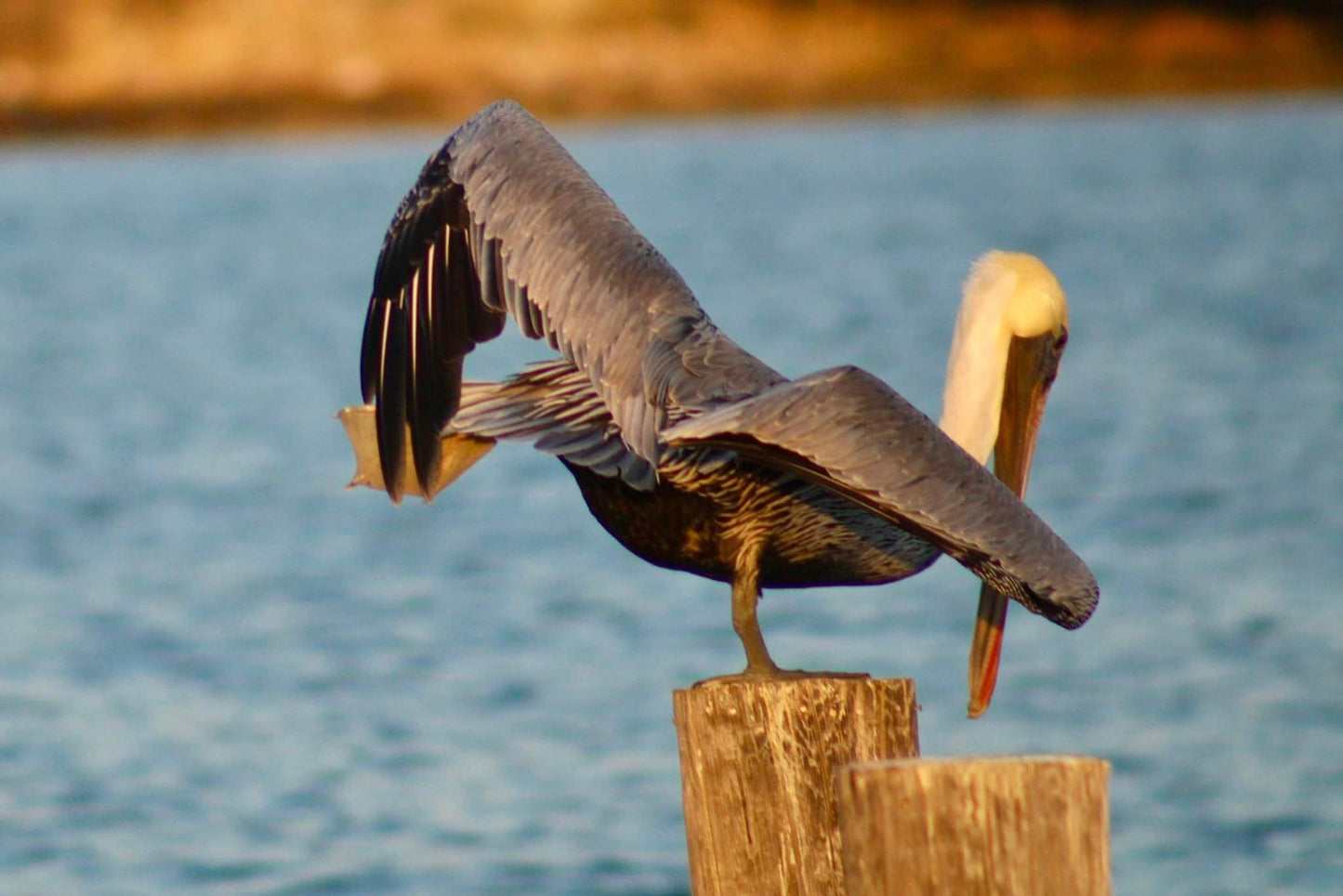 Pelican Doing Yoga, Hampton, VA Photo Print