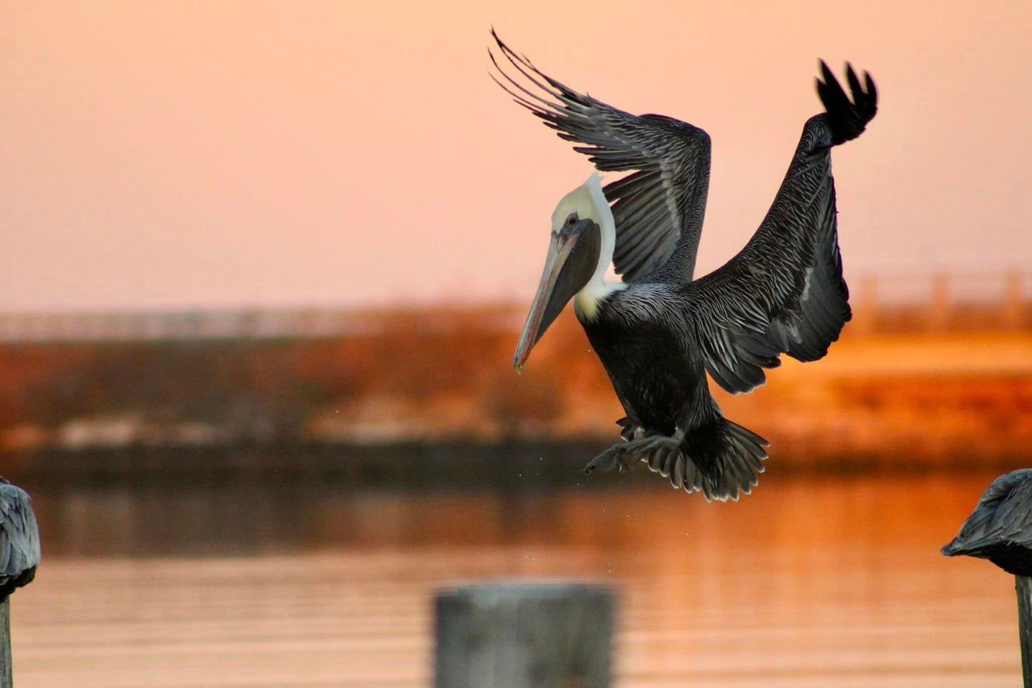 Award Winning Pelican Flying over Hampton, VA Photo Print