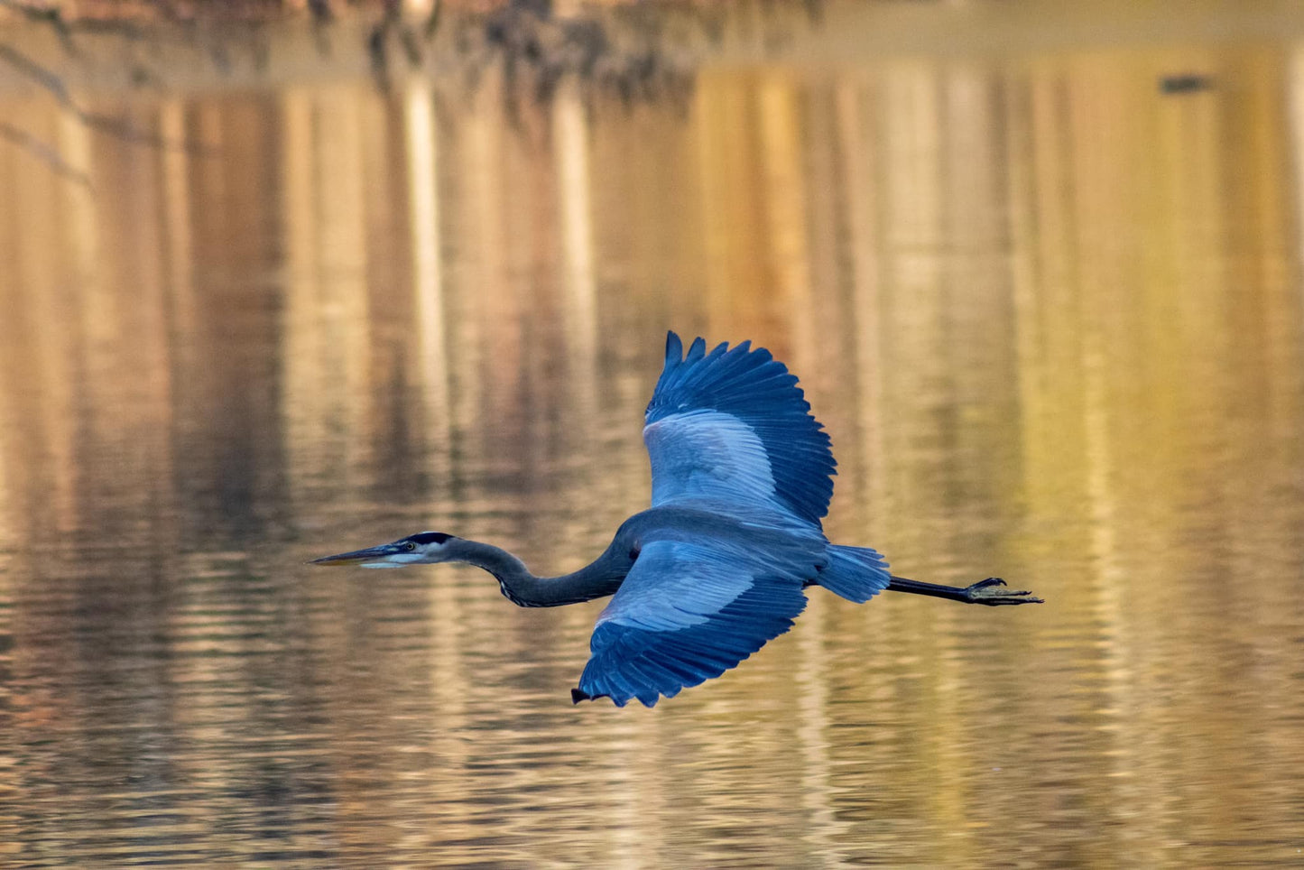 Heron Flying over Stumpy Lake, Virginia Beach, VA Photo Print