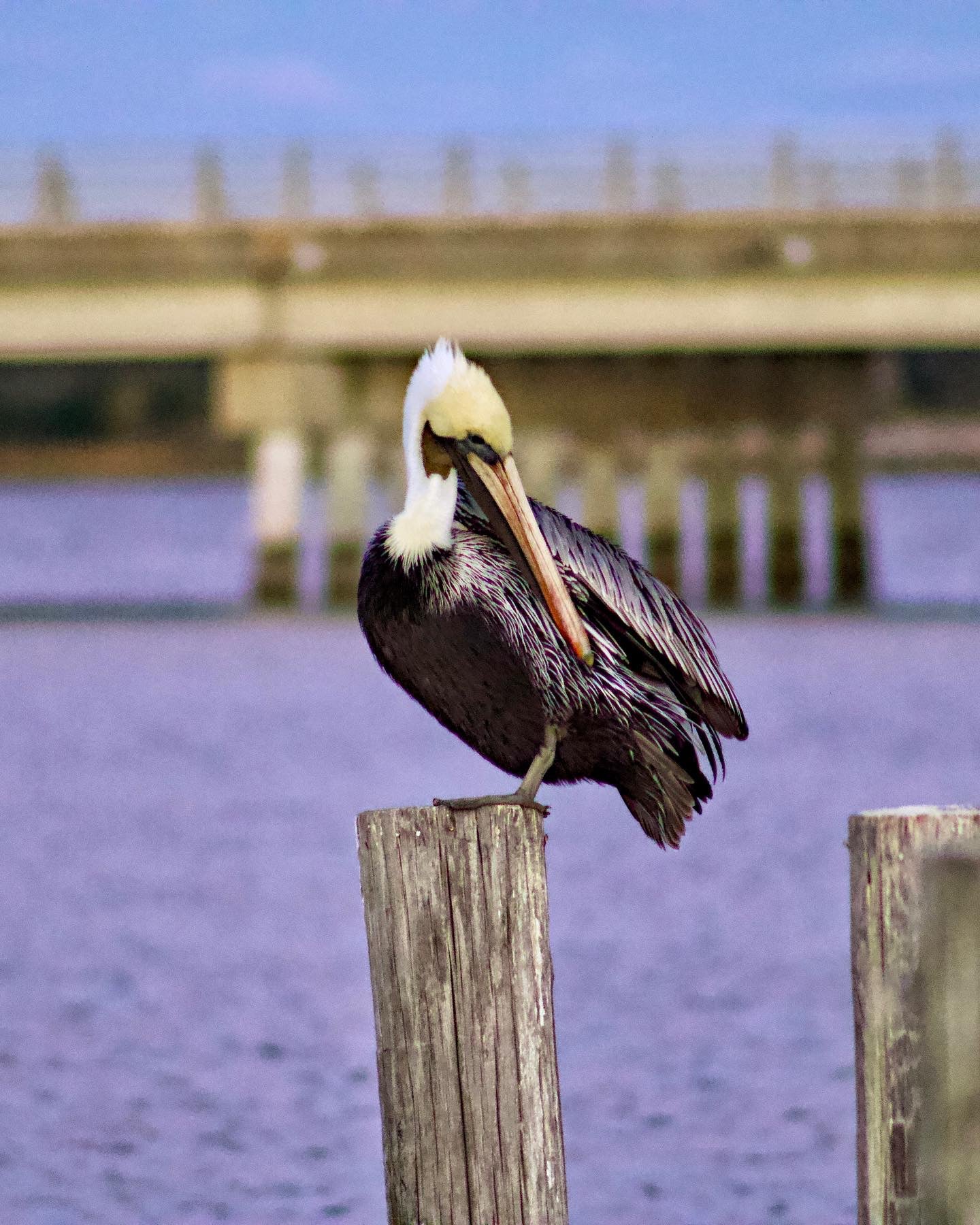 Single Pelican, Hampton, VA Photo Print