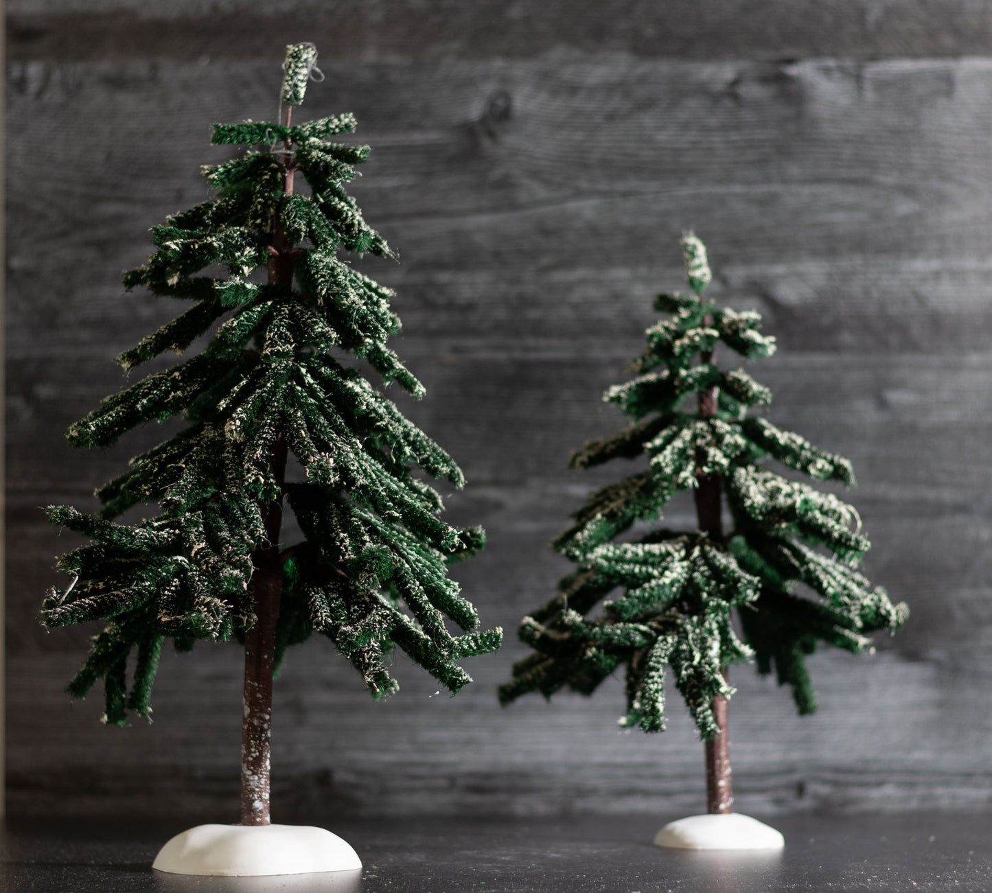 Village Hemlock Trees