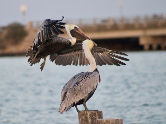 Two Pelicans Hampton, VA Photo Print