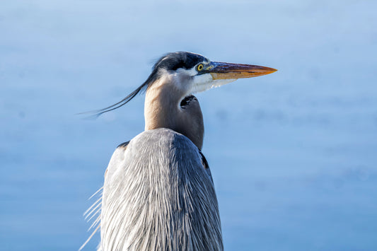 Great Blue Heron, Back Bay National Wildlife Reserve, Virginia Beach, VA