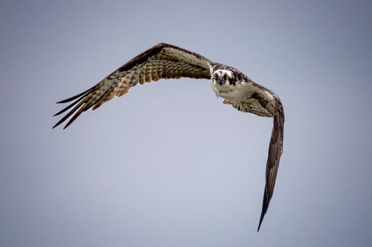 Osprey Flying over Virginia Beach, VA Photo Print