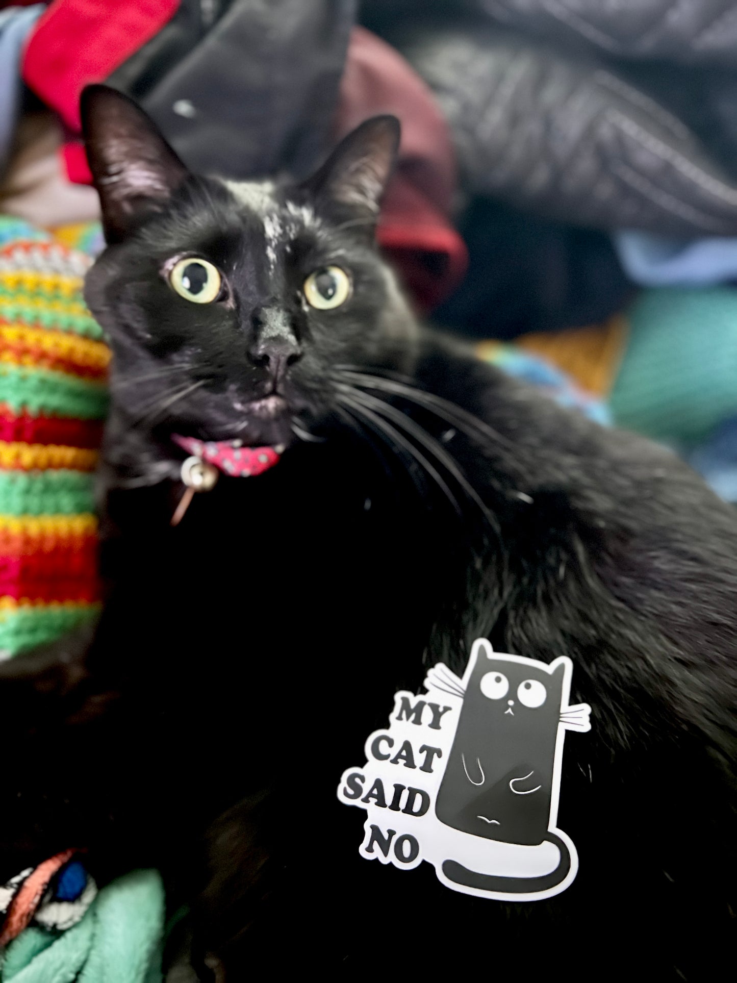 "My Cat Said No" Waterproof Sticker Decal