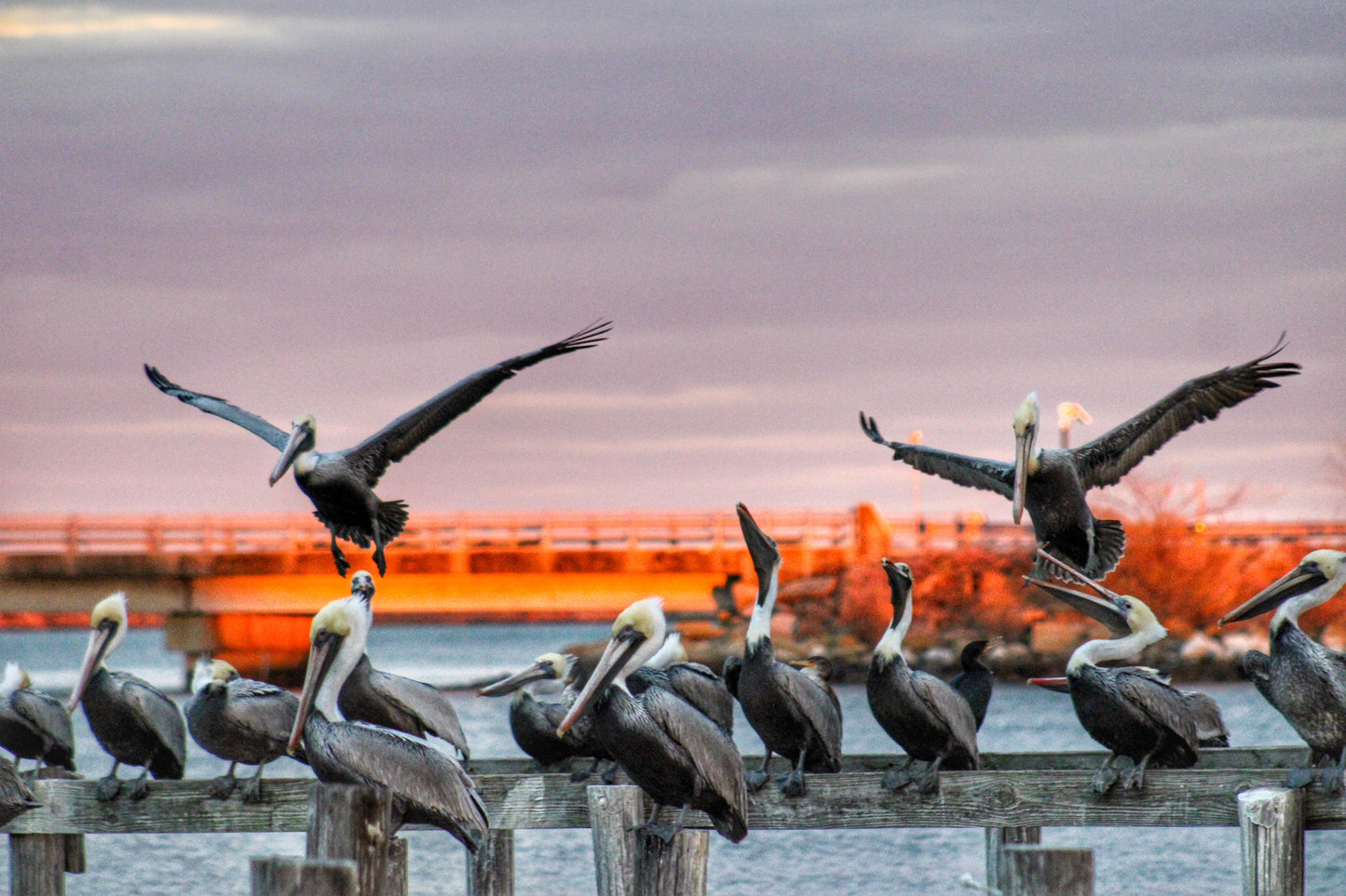 A Squadron of Pelicans Hampton, VA Photo Print