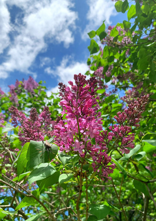 Highland Park Lilacs, Rochester, NY Photo Print